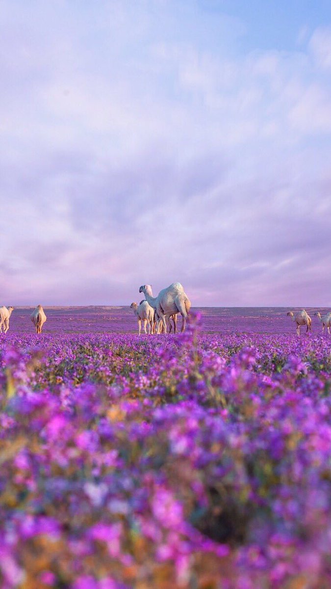 KSA Expats tweet media