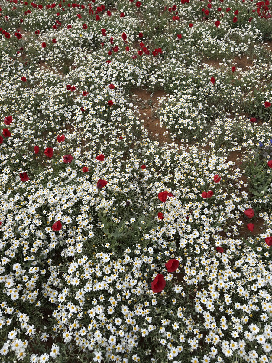 KSA Expats tweet media