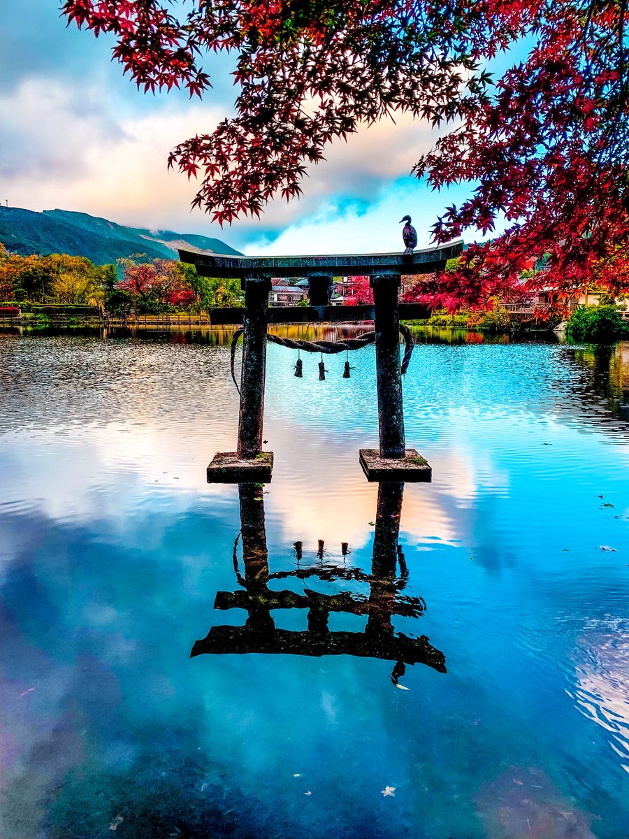 カラフル写真家Ayane.💐 tweet media