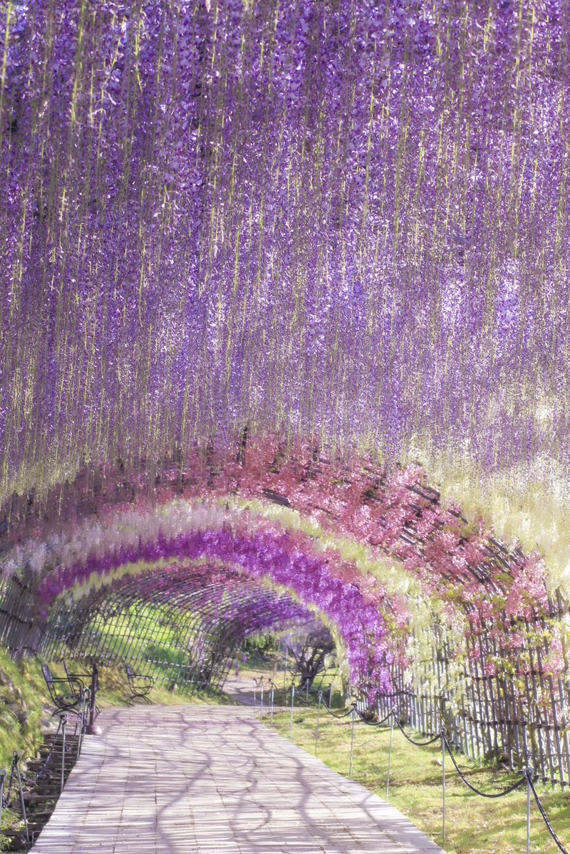 カラフル写真家Ayane.💐 tweet media