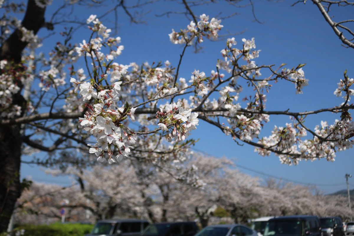 宮野 亜恵美 tweet media