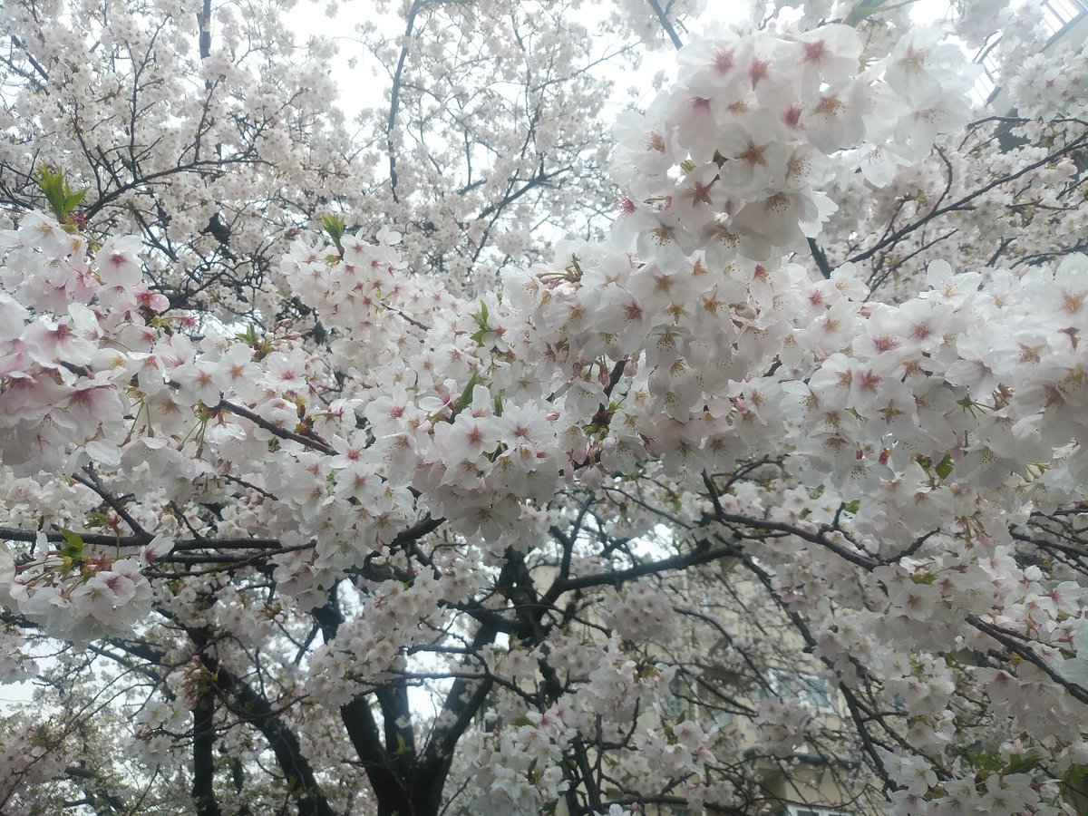ssc_help's tweet photo. 12時過ぎから雨は降り出し、本降りの雨の中、お江戸深川さくらまつりに行きました。というより門前仲町に御参りの帰りに立ち寄ったと言うのが正しいです。見頃の木が多く、奇跡的に花が多く残ってくれてました。雨なので、人はほとんどいなくて寂しいサクラまつりとなってました。 https://t.co/t8vcIgj9gE