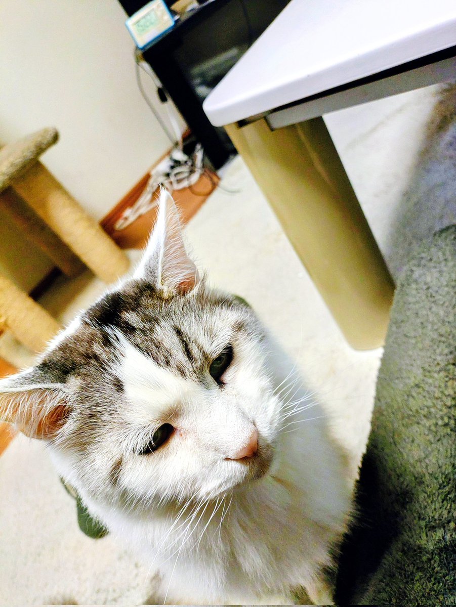 黒猫と白猫 tweet media