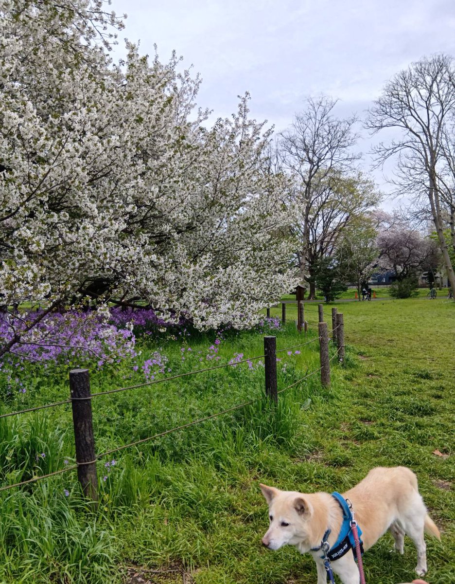 hothikari's tweet photo. 雨が降る前に、お花見できてよかった。
クラウドファンディング、今日までです。
駆け込みご支援、お待ちしてます。🙏
詳細は、↓こちらをご覧ください。
https://t.co/kt7dwhyBtB https://t.co/8bYv9d6nnE