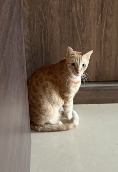 who_nisha's tweet photo. He turns 6 today β€οΈ The brat who: cannot lose in a H-&-S game, needs to eat fresh green leaves everyday, loves his hooman father the best, manages to live indoor with one braincell - the adorable #RioVersion https://t.co/IiFJc4nmUp