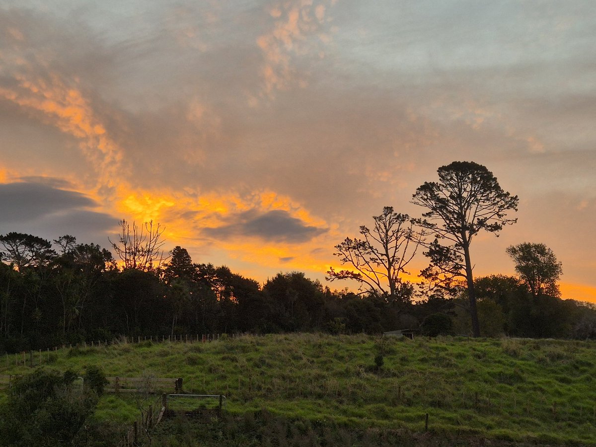 Dr Allison O tweet media