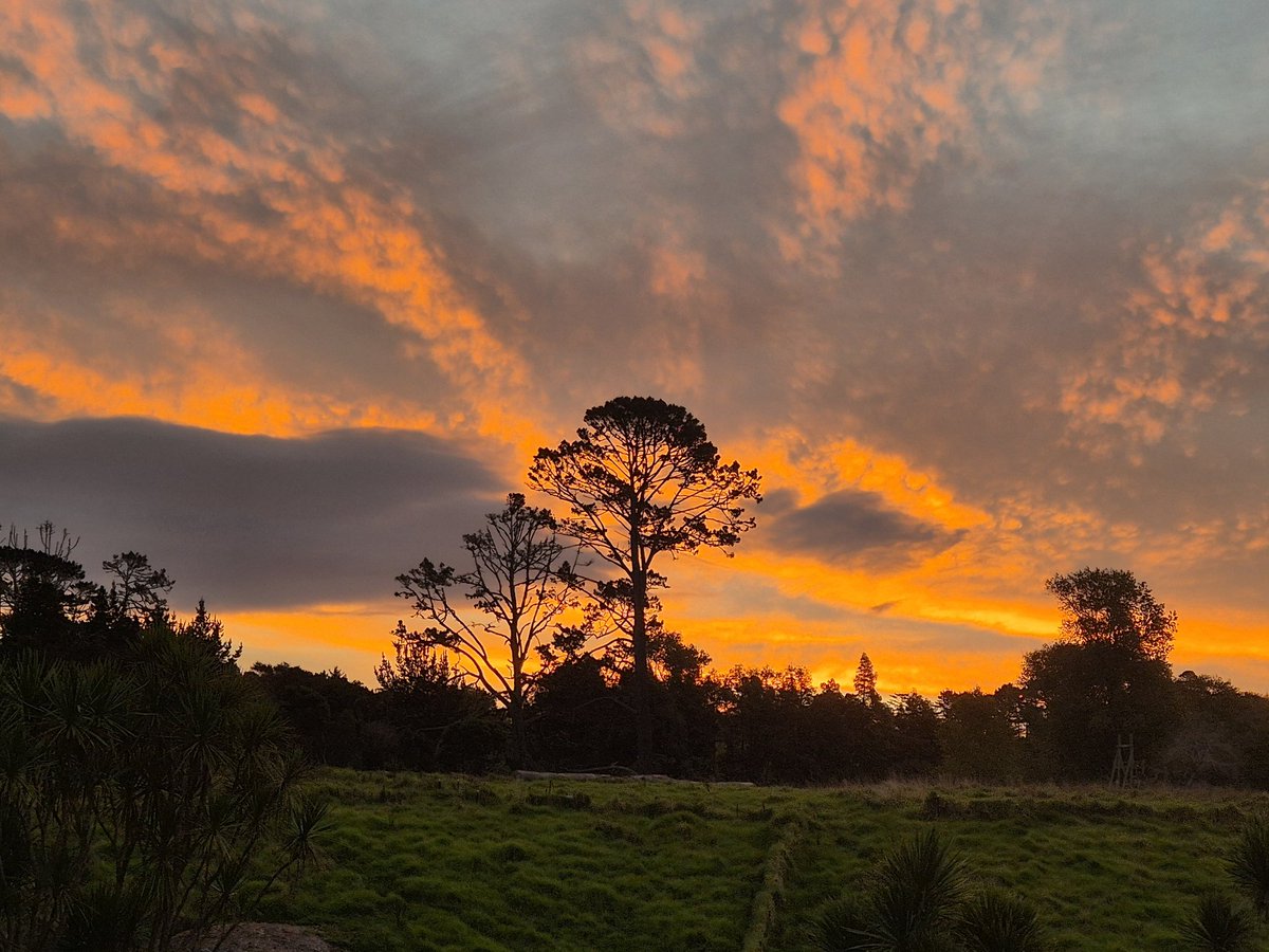 Dr Allison O tweet media