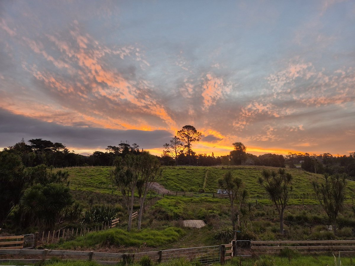 Dr Allison O tweet media