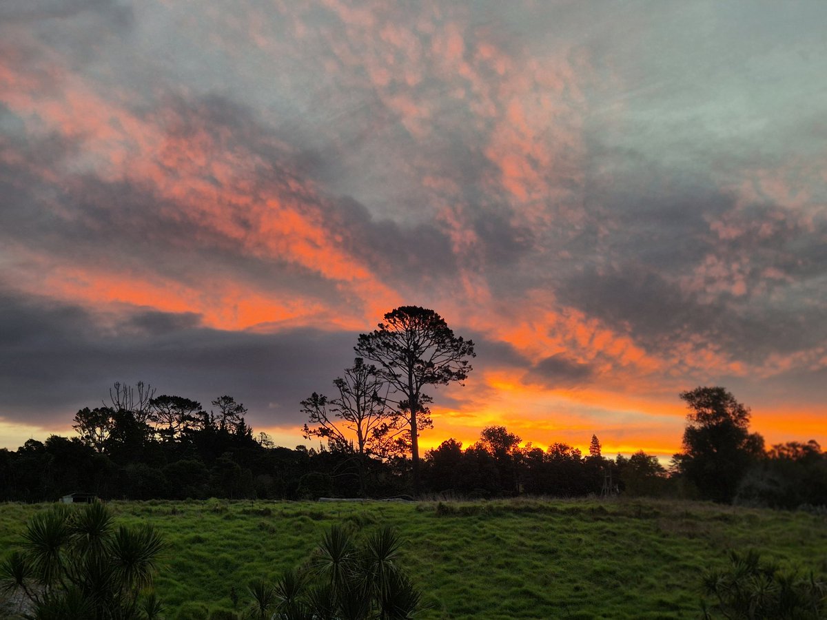 Dr Allison O tweet media