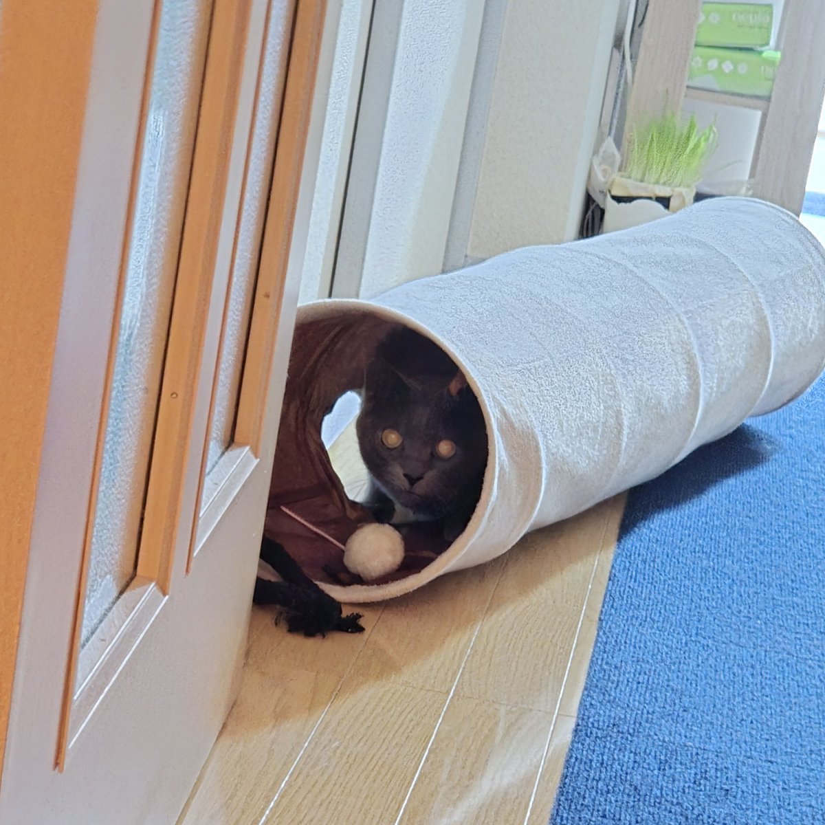 羽鳥玲* tweet media