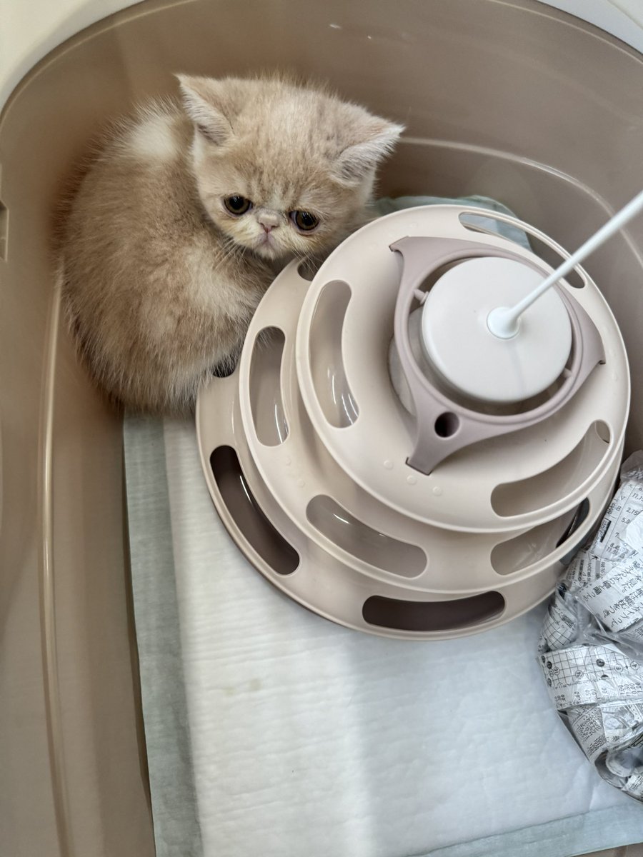 ナゾノオタ tweet media