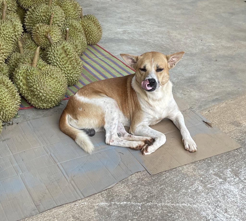 nooniiz_nn's tweet photo. Adopt don't shop กันเถอะค้า
มาอวดผลผลิตของการรับน้องจรเข้ามาเป็นหนึ่งในสมาชิกของครอบครัวค่ะ🐶🐱🤍🫶🏻

#WorldStrayAnimalsDay https://t.co/lXVcE1F5NM