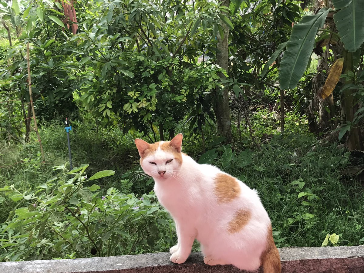 Adopt don't shop กันเถอะค้า
มาอวดผลผลิตของการรับน้องจรเข้ามาเป็นหนึ่งในสมาชิกของครอบครัวค่ะ🐶🐱🤍🫶🏻

#WorldStrayAnimalsDay