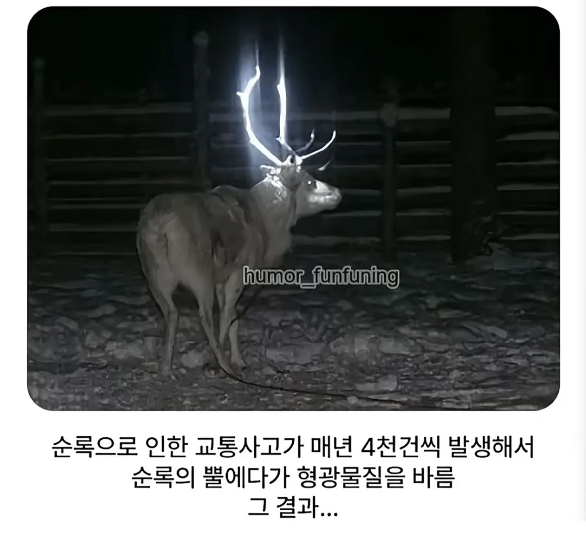 돌아온지지 tweet media