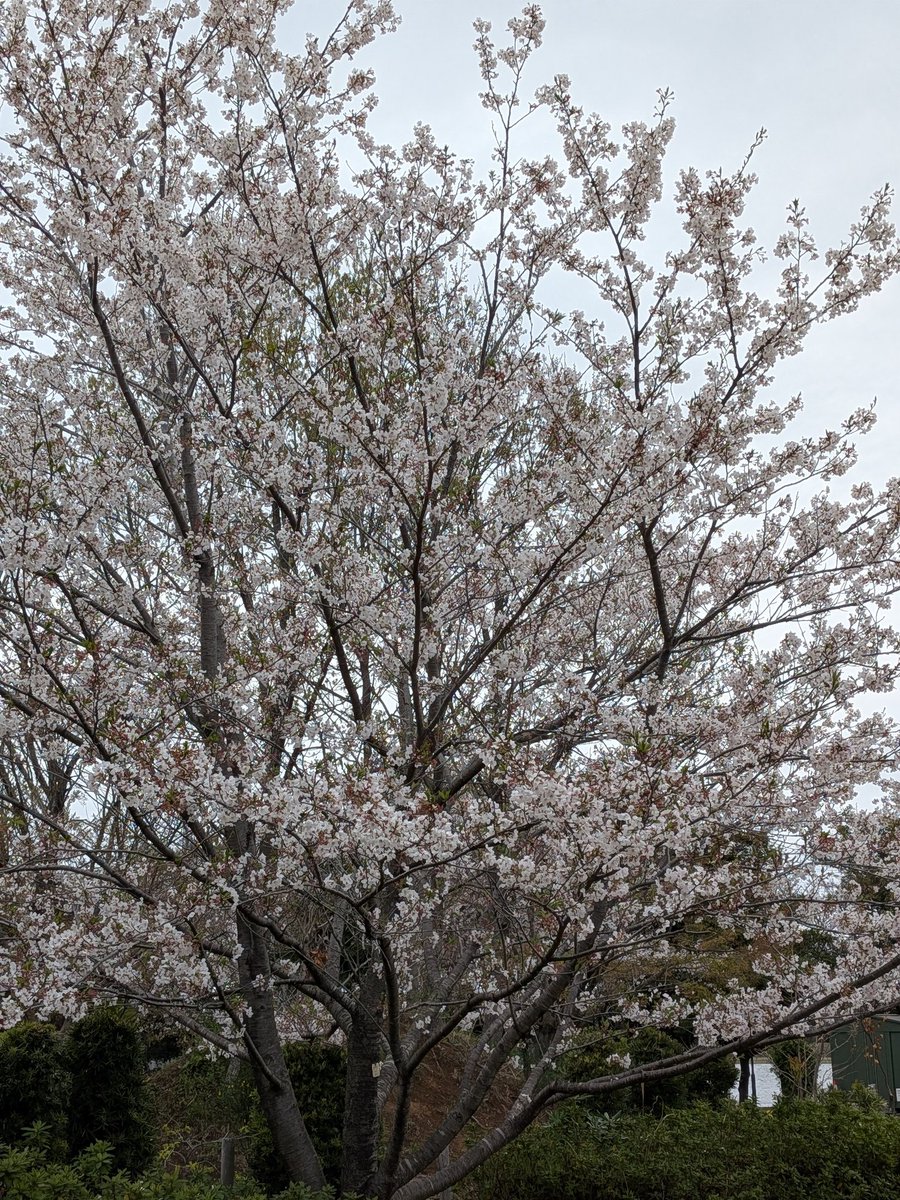 JibakuC's tweet photo. 天気悪いが桜見てコーヒー☕ https://t.co/ewcE8nlHUP