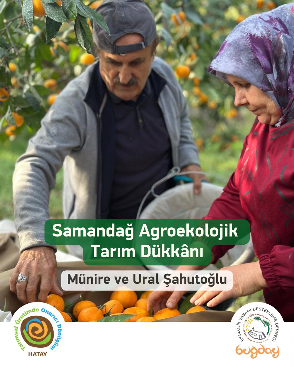 Buğday Derneği tweet media