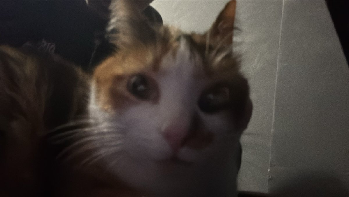 Makki 𐔌՞. .՞𐦯 tweet media