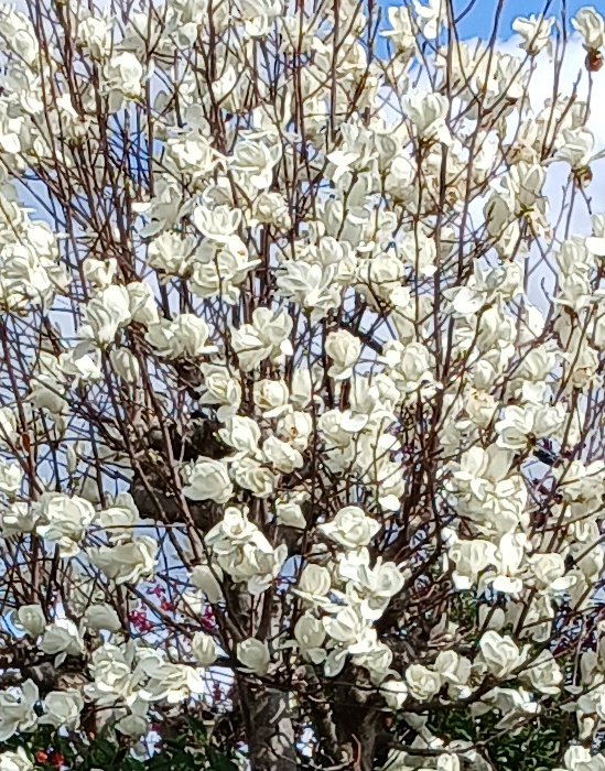 向日葵 tweet media