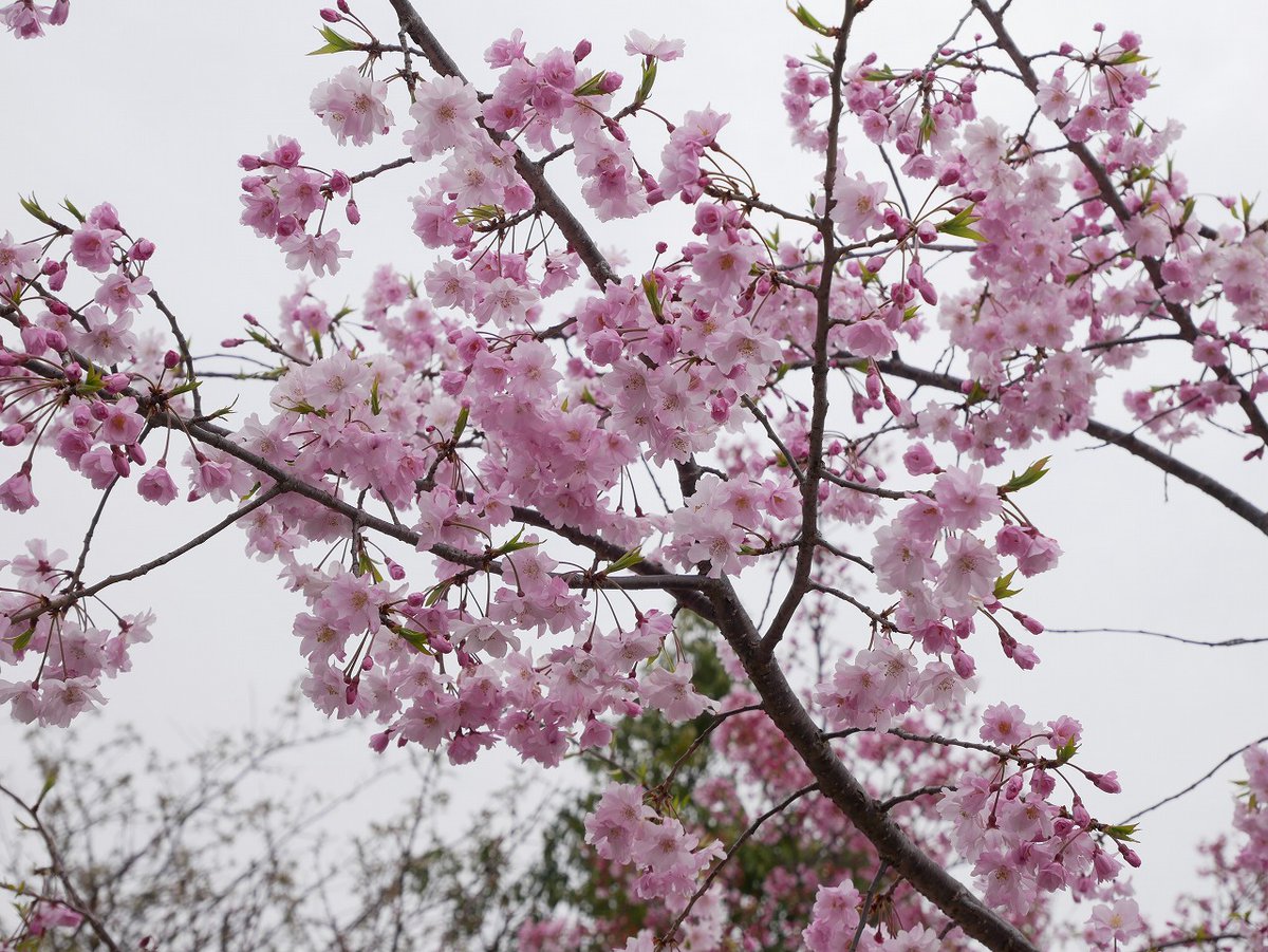 かすかびあん tweet media