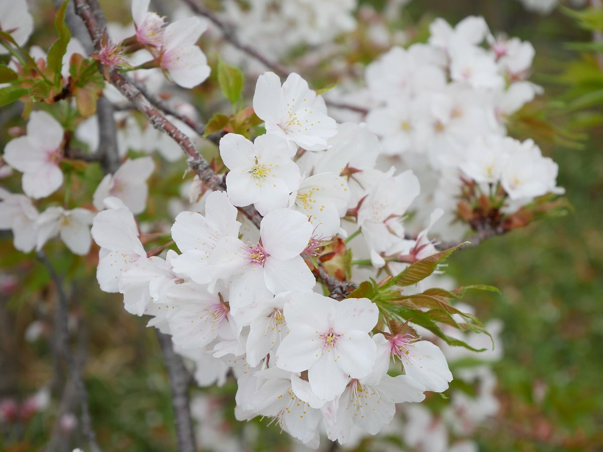 かすかびあん tweet media