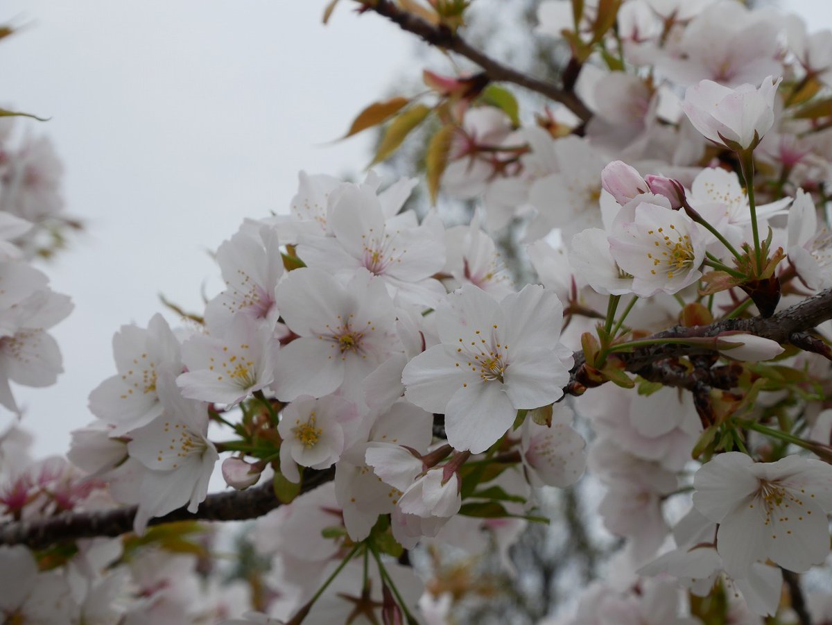 かすかびあん tweet media