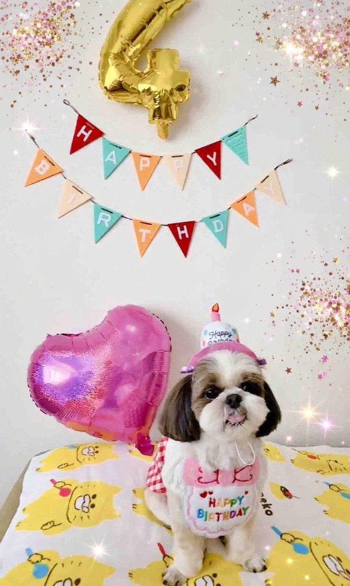 シーズーのお嬢さん tweet media