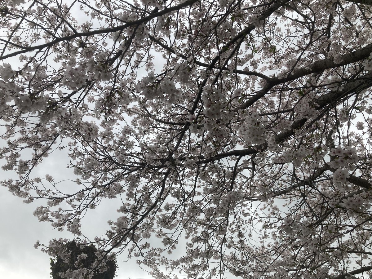 N!coCo from oиɘ:pair tweet media