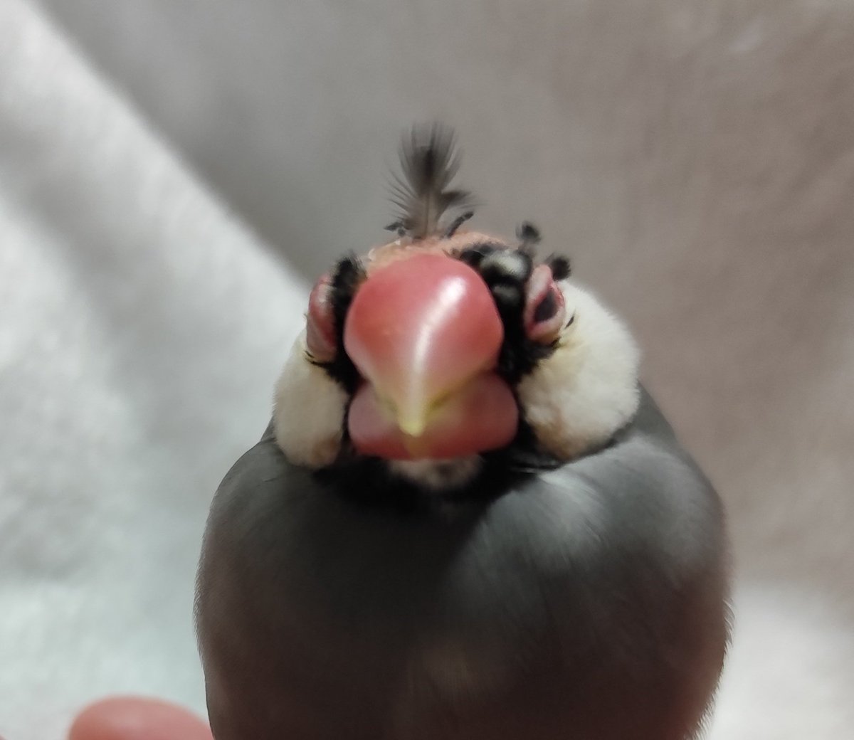 こめむぎ tweet media