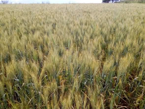 EthConPuntland's tweet image. #Ethiopia’s Remarkable Achievements: Over the past eight years, 🇪🇹 has boosted wheat output, championed large-scale env'l efforts through the #GreenLegacy Initiative, transformed cities with modern infrastructure, &amp;amp; initiated as well as completed several ambitious #mega projects