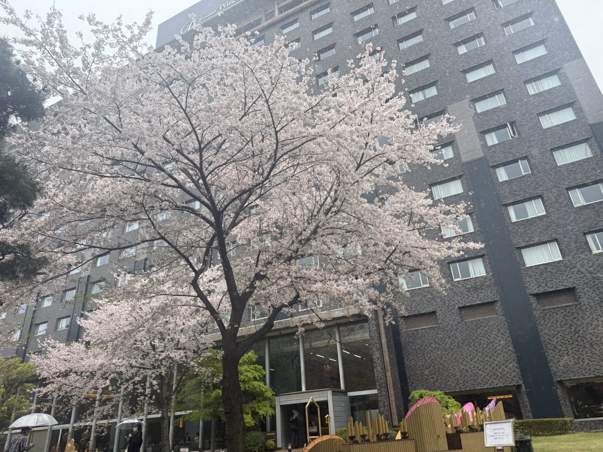 yuzuchi_0610's tweet photo. 毎年恒例、大学時代のお友達とグランドプリンスホテル新高輪の桜を見ながらのお茶会🌸
あいにくのお天気でしたが、綺麗でした！
もう30年の仲。
卒業式もここだったなぁ。
娘の運転で最寄りの駅まで送ってもらいました🚗 https://t.co/CVJTZzcWp5