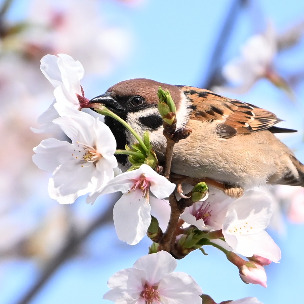 団地のスズメ tweet media