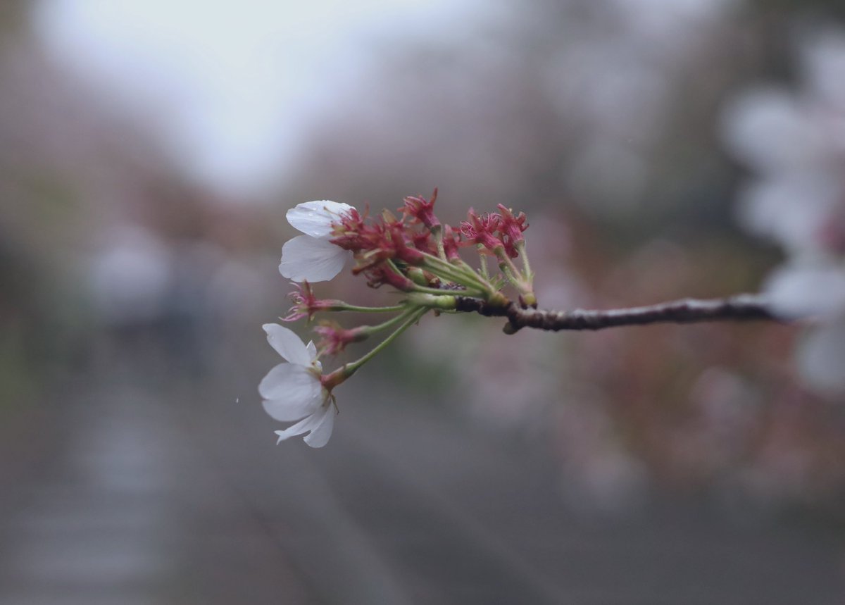 さきちゃ tweet media