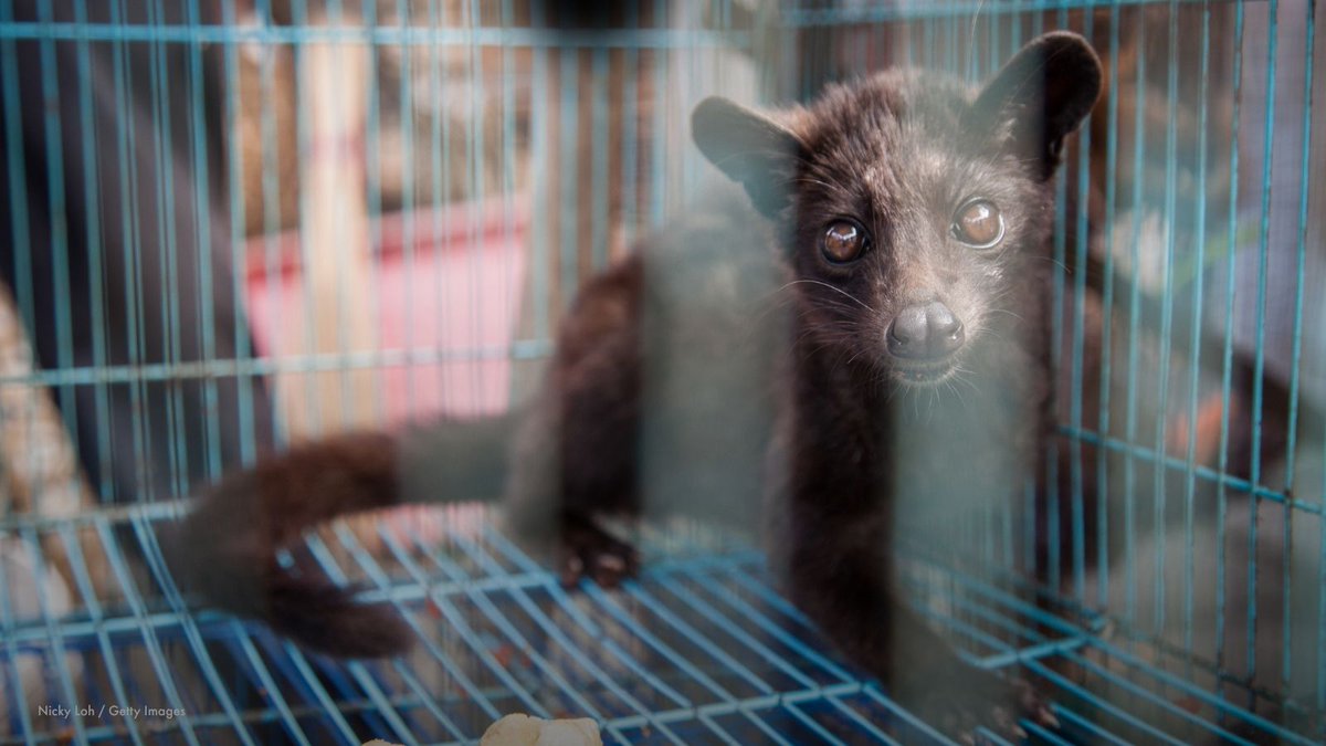 MoveTheWorld's tweet photo. Civets are sentient wild animals, not commodities.

Yet many are still caged for the luxury civet coffee trade, suffering from stress and poor welfare.

They deserve lives free from cruelty. https://t.co/fdbsP2Nsgj