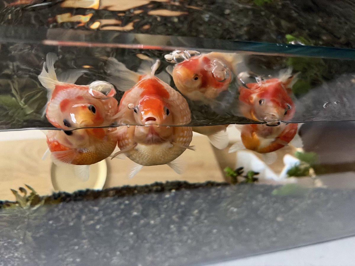 鼓太郎 tweet media