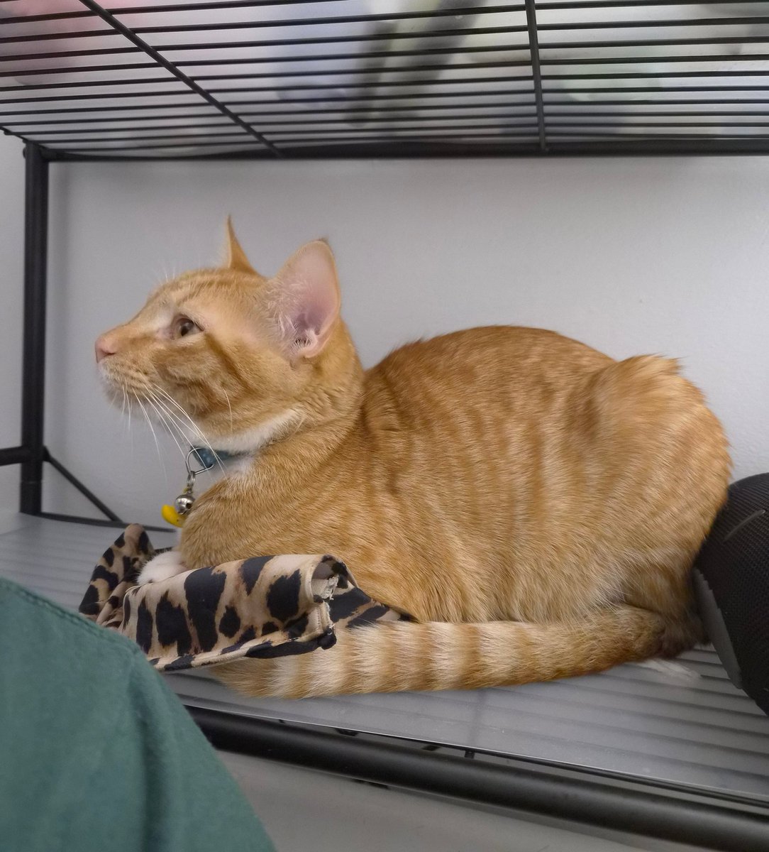 ˚⋆୨୧ 𝐂𝐨𝐫𝐭𝐧𝐞𝐲 ୨୧⋆˚ tweet media