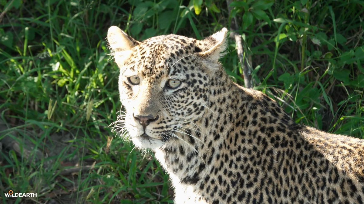 WildEarth's tweet photo. Little Miss sunshine, Langa, has showed up to brighten up our safari!
#wildearth https://t.co/2QPbHdsXbR