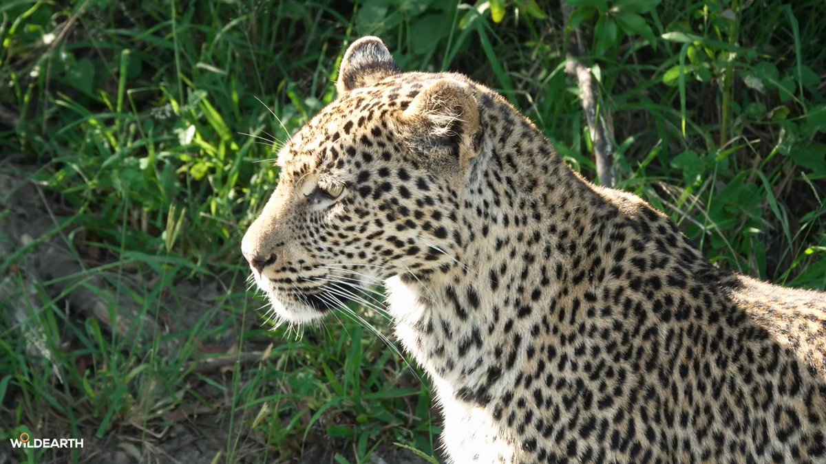 WildEarth's tweet photo. Little Miss sunshine, Langa, has showed up to brighten up our safari!
#wildearth https://t.co/2QPbHdsXbR