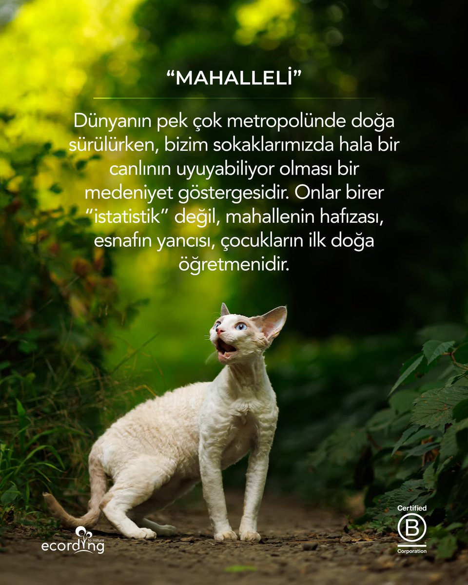 ecording | B Corp™ tweet media