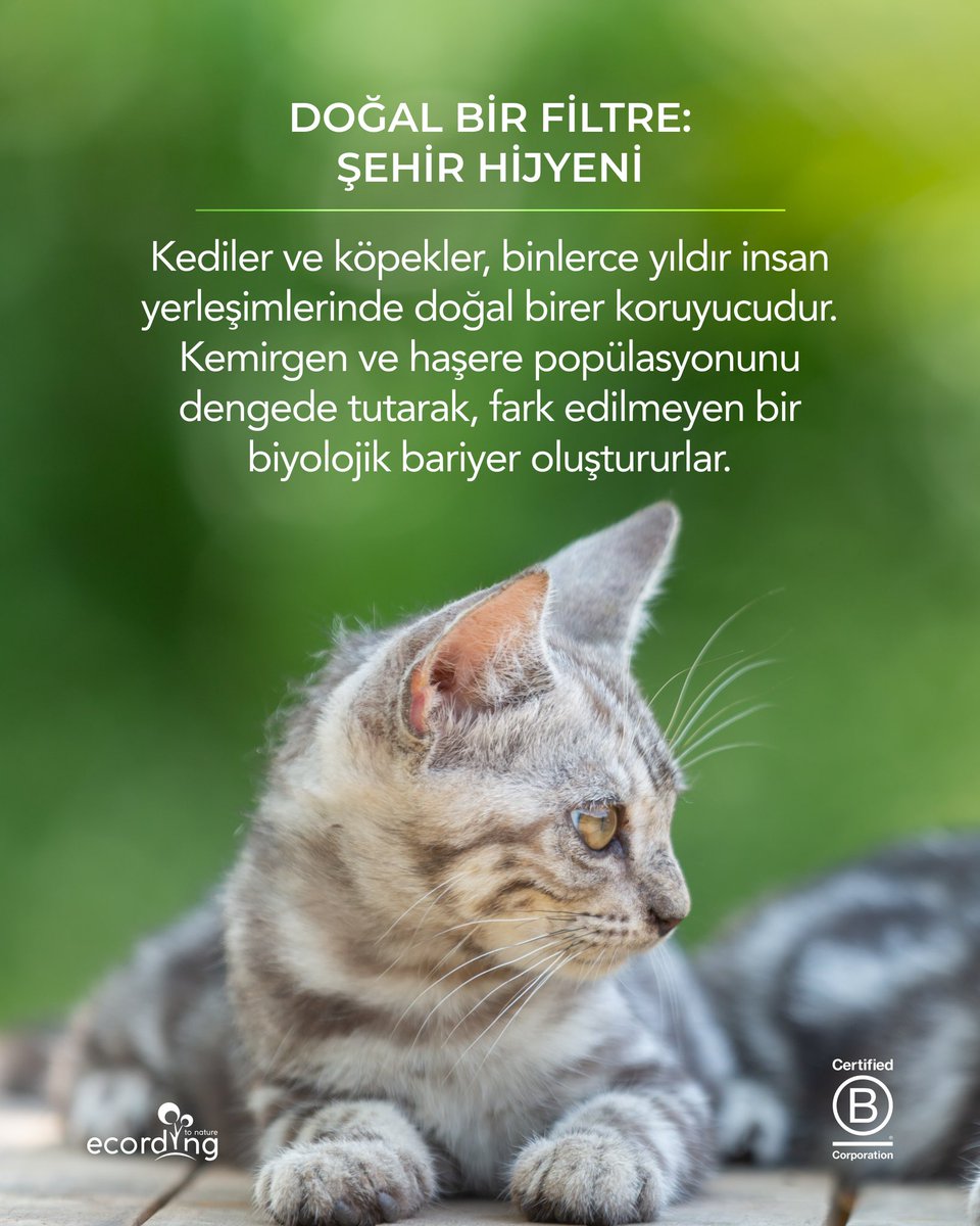 ecording | B Corp™ tweet media