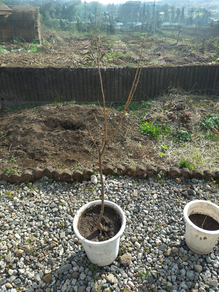 itomenako's tweet photo. 2026年4月.レモンを植えて11ヶ月が経過。2月に1日だけ降った雪で枯れ葉や枯れ枝が目立ち、アドバイスを頂いて対応しました。今回は地植えから鉢植えへ変更しました。まだ新しい葉は出てこない…もっと枯れ枝を切った方がいいのかな…#ガーデニング　#果樹　#レモン https://t.co/gFp1maSdgu