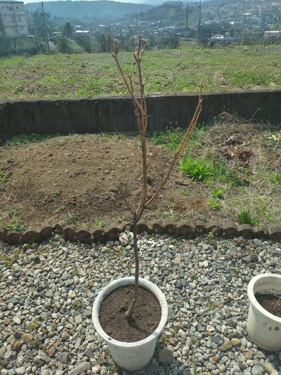 itomenako's tweet photo. 2026年4月.レモンを植えて11ヶ月が経過。2月に1日だけ降った雪で枯れ葉や枯れ枝が目立ち、アドバイスを頂いて対応しました。今回は地植えから鉢植えへ変更しました。まだ新しい葉は出てこない…もっと枯れ枝を切った方がいいのかな…#ガーデニング　#果樹　#レモン https://t.co/gFp1maSdgu