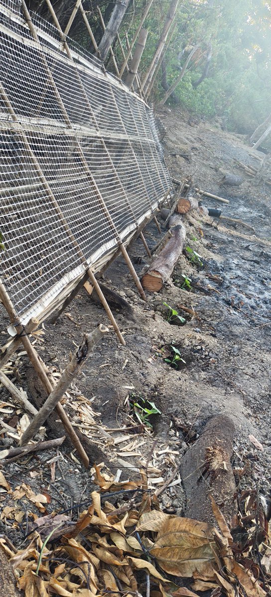 Johnny Gonzo ⚡ Plasma Jungle tweet media