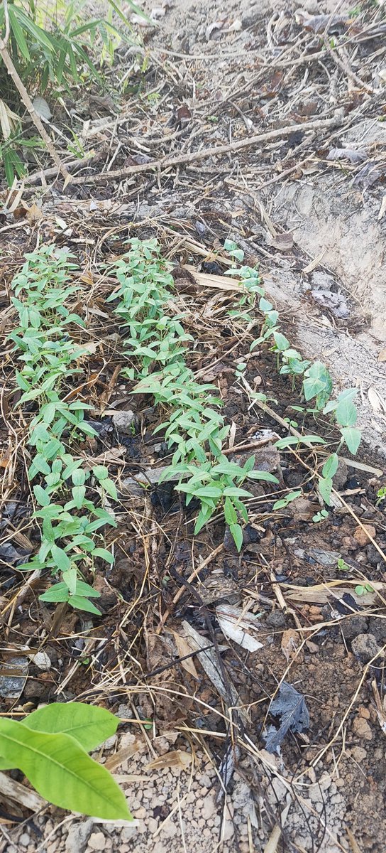 Johnny Gonzo ⚡ Plasma Jungle tweet media