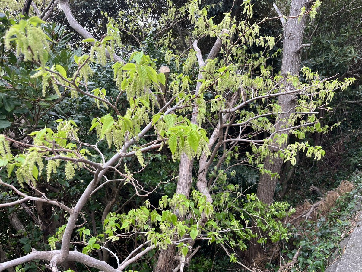 海千山千るりま ＼ バエパッチョ提唱者 ／ tweet media