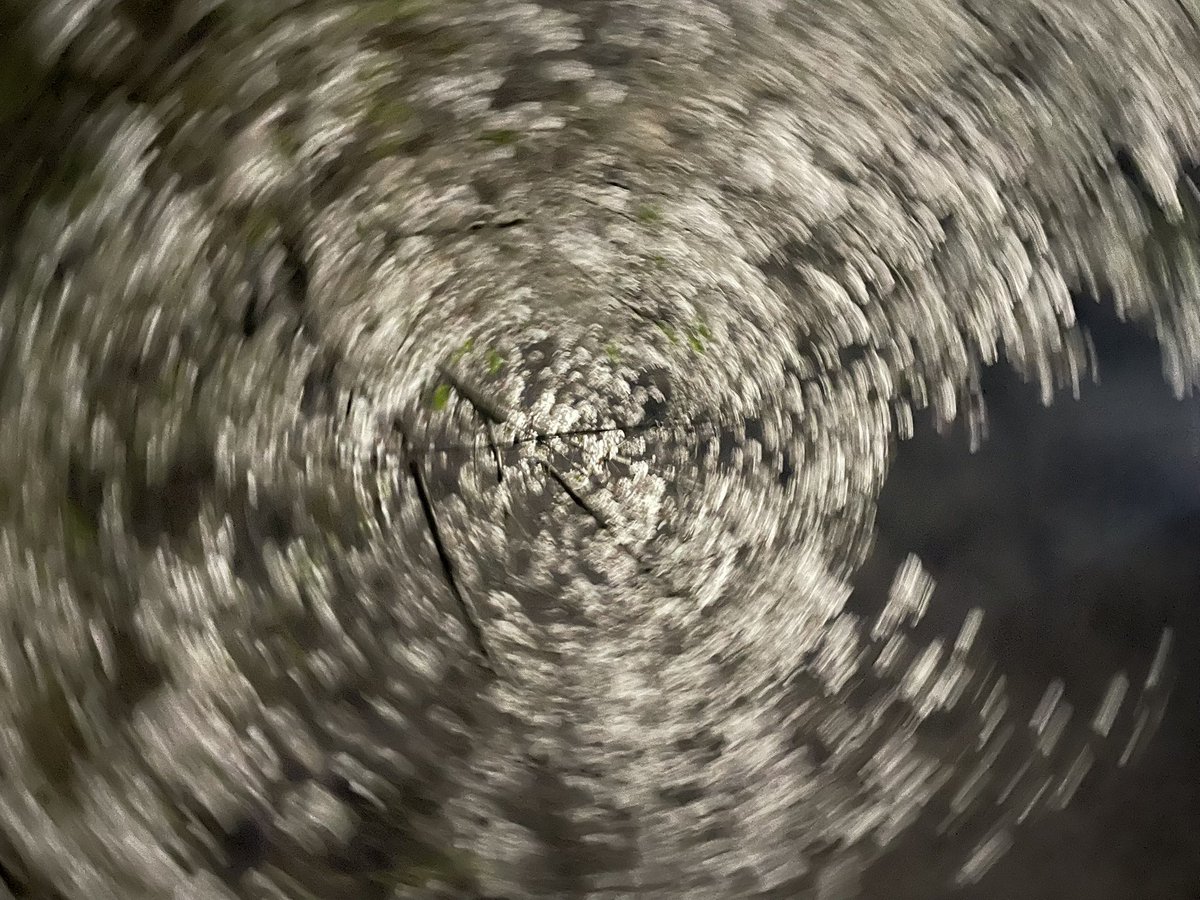 昨日の夜桜
目のまわる美しさ🥰
（自分が回ってるだけです　笑）