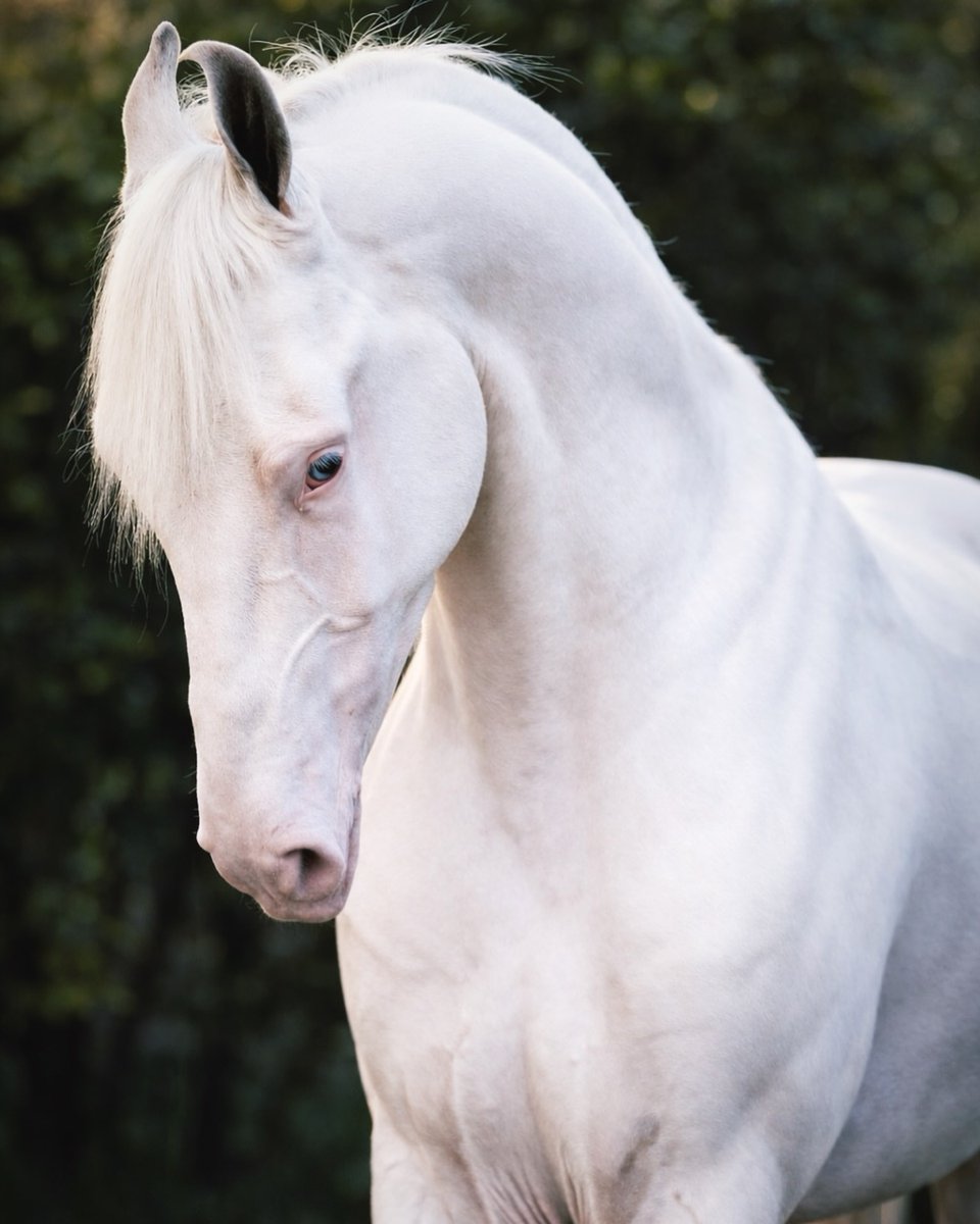 A N I M A L S tweet media