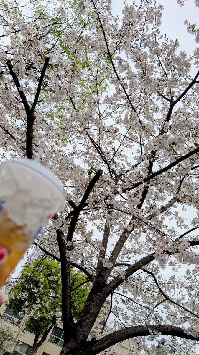 𝑪𝒂𝒊𝒎𝒆_カイム_2026.4.3.生誕祭やります！ tweet media