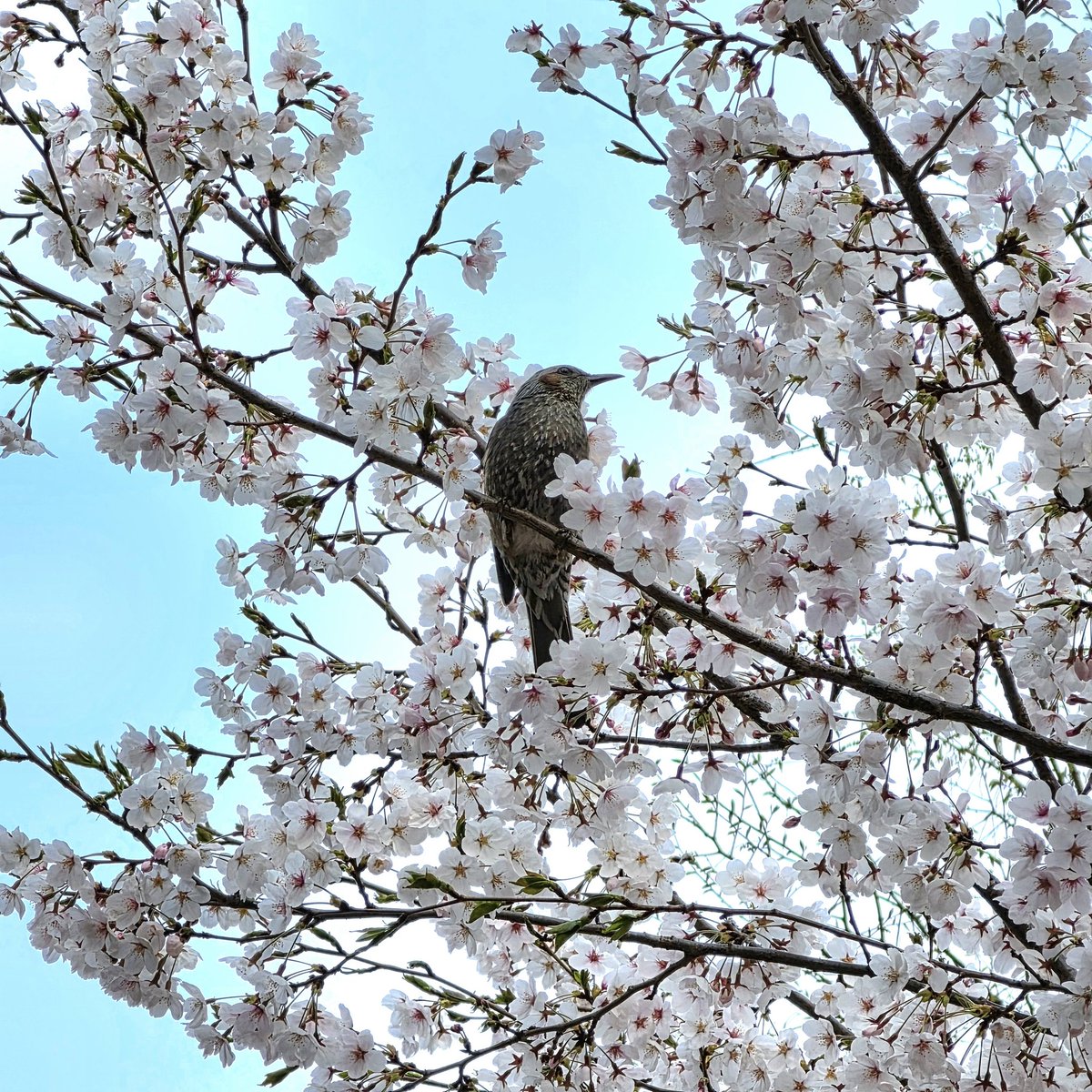 김막스 tweet media