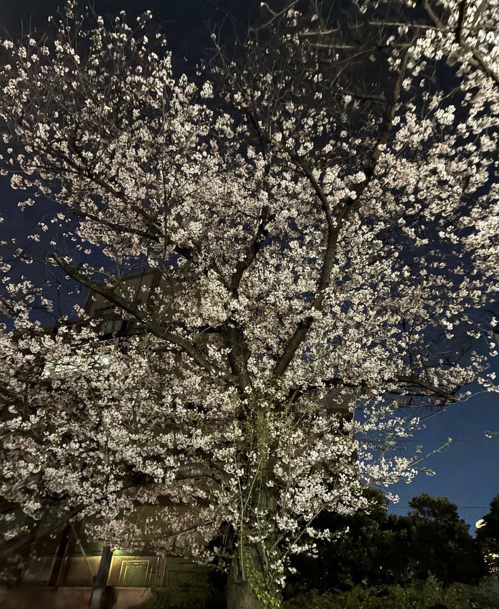 しんちぇったー4X tweet media