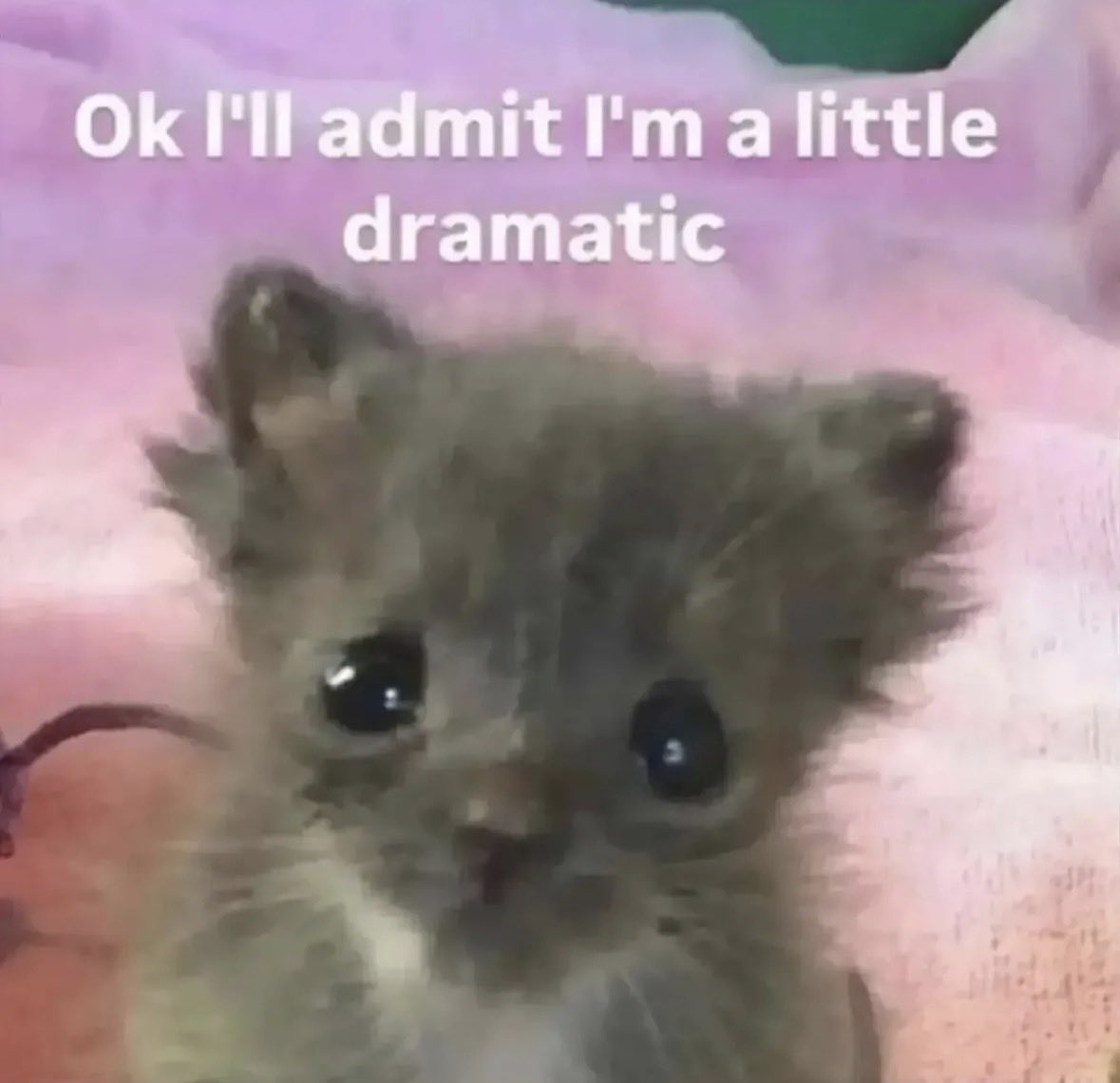 raccoon aesthetic. tweet media